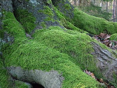 green grass growing on tree roots thumbnail