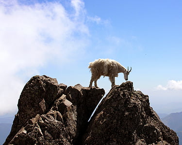 brown goat on top of rock formations during daytime thumbnail