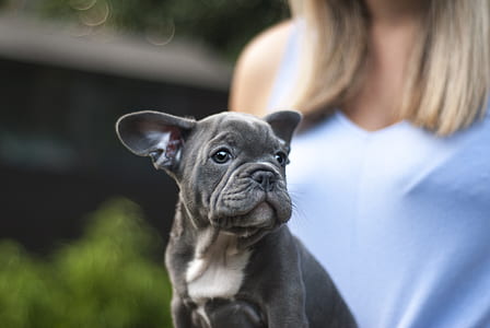 shallow focus photography of black French bulldog puppy thumbnail