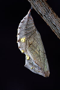 shallow focus photography of gray and green cocoon thumbnail