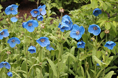 blue petaled flowers thumbnail