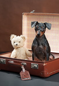adult black and tan mini pinscher beside beige bear plush toy thumbnail