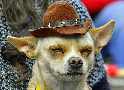 chihuahua wearing hat thumbnail