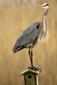 gray and white bird on birdhouse thumbnail