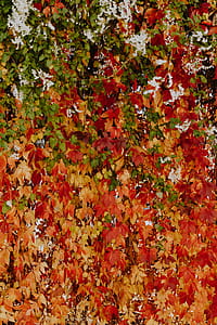 Colorful vines leaves in the park thumbnail