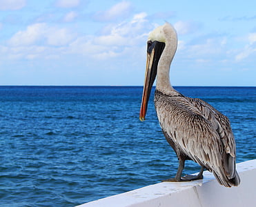 gray and white bird beside sea on focus photography thumbnail