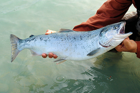 person holding gray and white fish thumbnail
