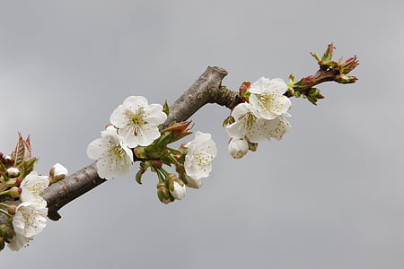 white petaled flowers thumbnail