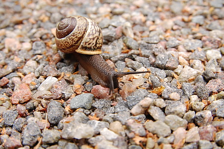 brown snail on gray pebbles during daytime thumbnail