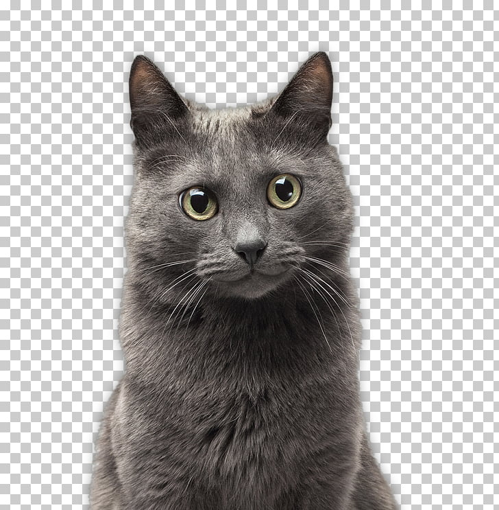 Chartreux Russian Blue Nebelung Korat European Shorthair Kitten