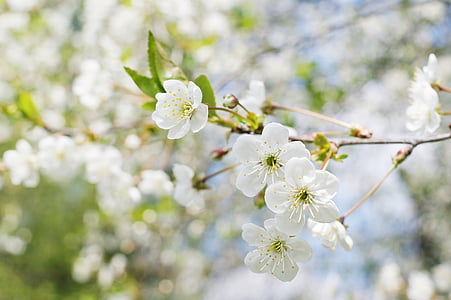 white flowers with green leaves thumbnail