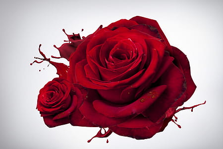 red rose flower in close up photography thumbnail