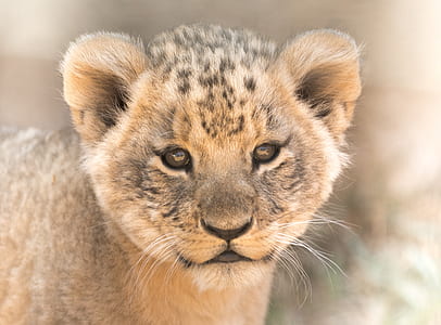 cheetah cub thumbnail