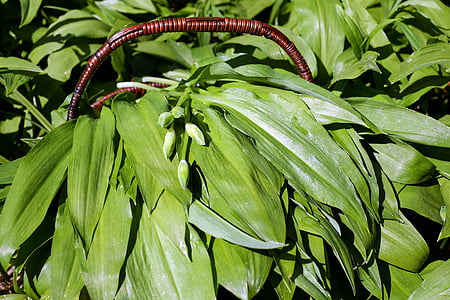 green leaf plant on brown basket at daytime thumbnail