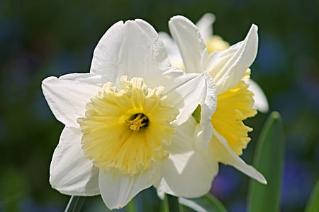 white and yellow flowers thumbnail