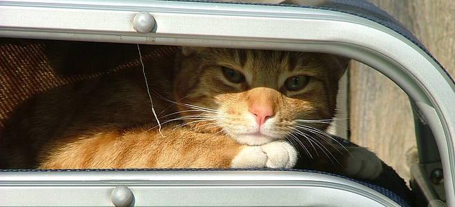 closeup photo of orange tabby cat thumbnail
