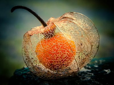 shallow focus photography of orange fruit thumbnail
