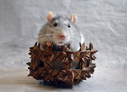 gray rat on brown holder with spike thumbnail