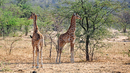 two giraffe standing beside trees thumbnail