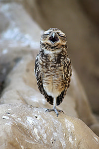 selective focus photography of bird perching on rock thumbnail
