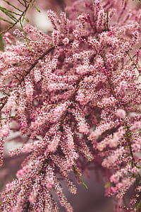 Pink tree thumbnail