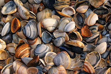 seashell shells thumbnail