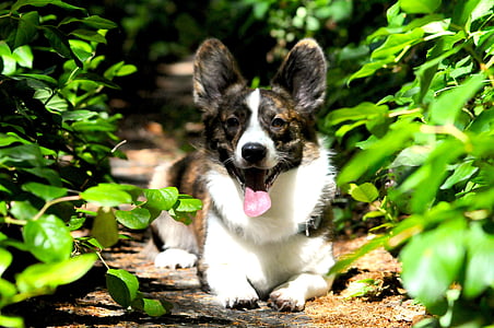 adult brindle and white Pembroke welsh corgi between green leafed plant thumbnail