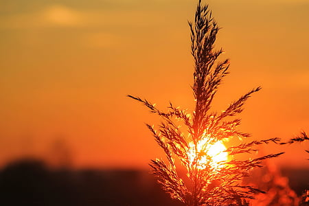 shallow focus photography of plant during sunset thumbnail