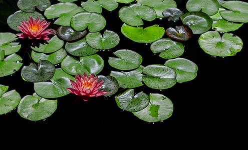 lotus flower floating on water thumbnail