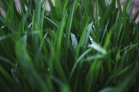 green grass thumbnail