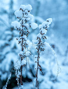 flowers covered by snow thumbnail