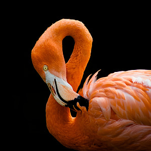 close up photography of pink flamingo thumbnail