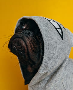 closeup photo of black pug wearing grey hoodie thumbnail