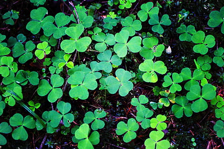 green clover plants on ground thumbnail
