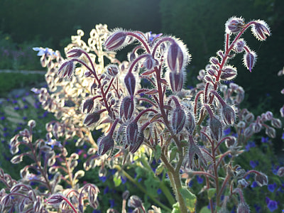Borage Flower, Borage Blooms thumbnail
