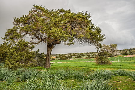 green tree under dark sky thumbnail