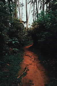Narrow Pathway thumbnail