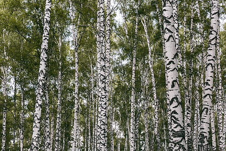 forest view during daytime thumbnail