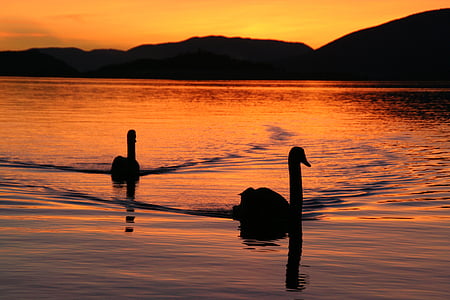 two silhouette of birds on body of water during sunset thumbnail
