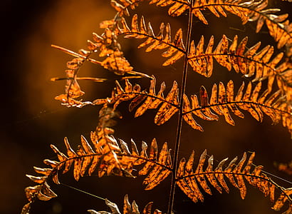 orange leafed plant thumbnail