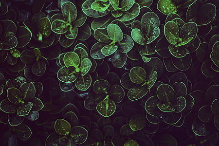 plant, leaf, leaves, dew thumbnail