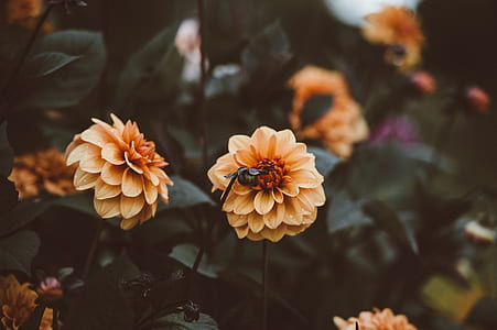 yellow flowers in bokeh photography thumbnail