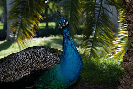peahen beside palm tree thumbnail