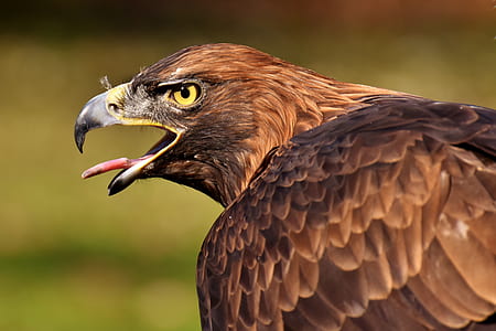 selective focus photography of golden eagle thumbnail