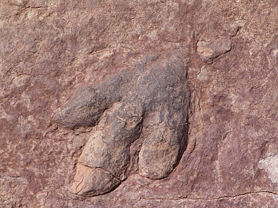 Dinosaur Footprint, Footprints thumbnail