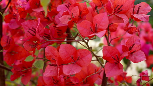 nature, red, flowers, petals thumbnail