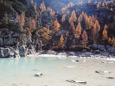 white beach shore and brown leafed trees thumbnail
