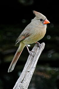 brown and green bird on top of tree branch thumbnail