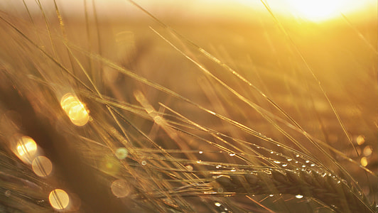 brown wheat in shallow-focus shot thumbnail