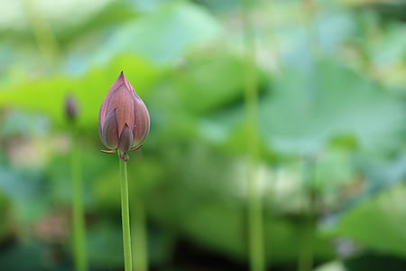 shallow focus photography of pink petal flower thumbnail